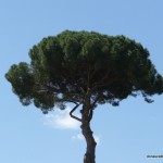Baum Baum