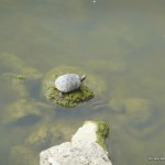 echte Schildkröte im Arno echte Schildkröte im Arno