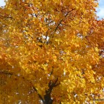 Herbst im Disneyland Herbst im Disneyland