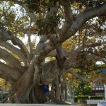 Baum5 Baum5